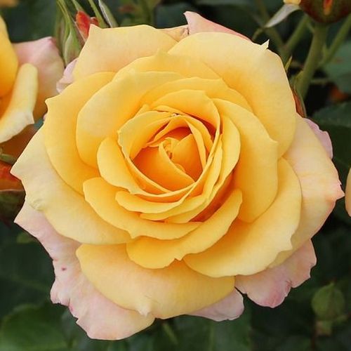 Rozenstruik - Webwinkel - floribunda roos - geel - Rosa Lusatia ® - geurloze roos - W. Kordes & Sons - -